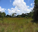 Boni Forest