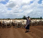 Herder with cattle