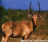 Hirola
