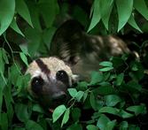 wild dog after greeting ceremony