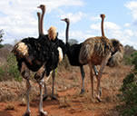 Male and female ostriches